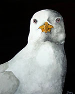 Goeland de Caroline Huet